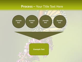 Monarch Butterfly PowerPoint Template