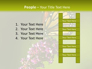 Monarch Butterfly PowerPoint Template