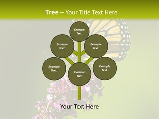 Monarch Butterfly PowerPoint Template