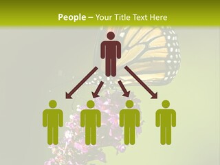 Monarch Butterfly PowerPoint Template