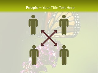 Monarch Butterfly PowerPoint Template