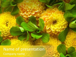 Yellow Flower Background PowerPoint Template