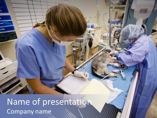 A Woman In A Hospital Operating On A Dog PowerPoint Template