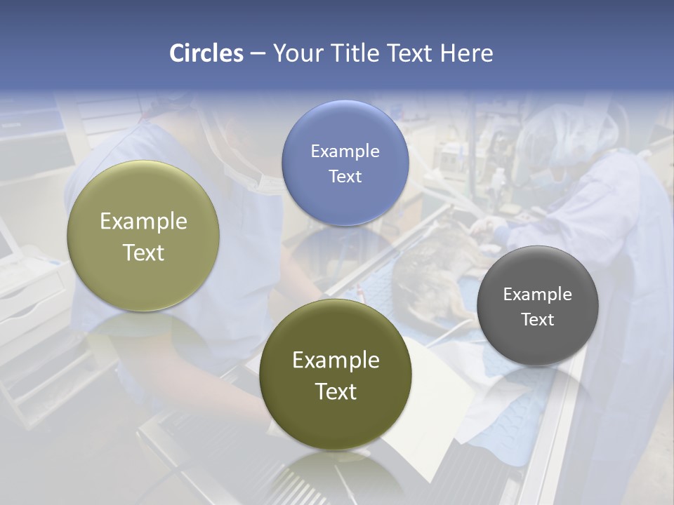 A Woman In A Hospital Operating On A Dog PowerPoint Template