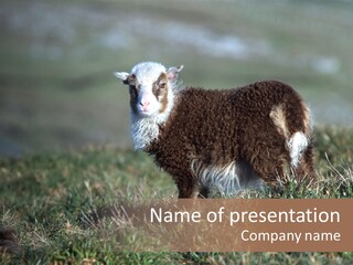 Cute Lamb PowerPoint Template