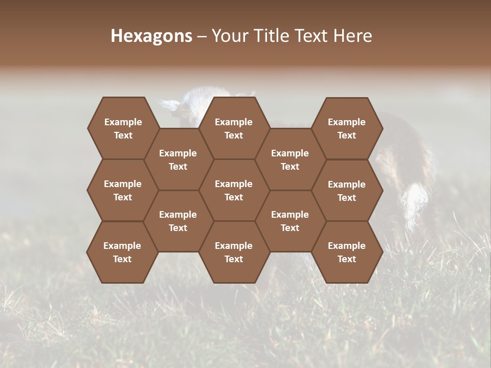 Cute Lamb PowerPoint Template