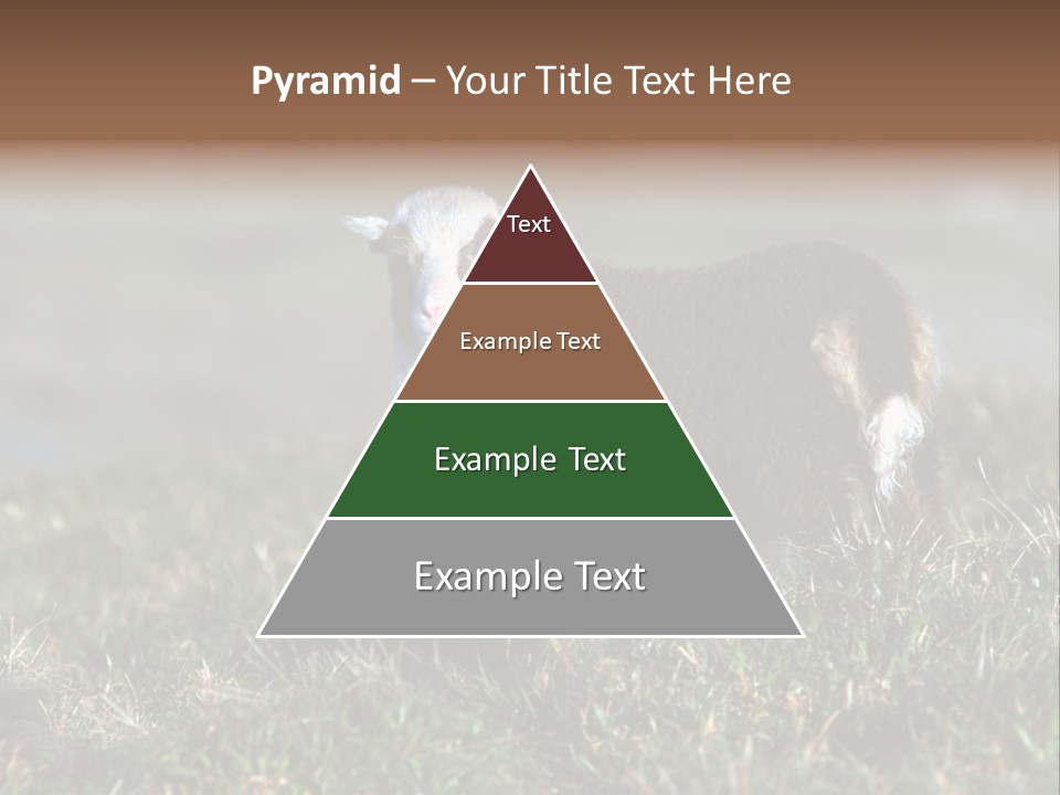 Cute Lamb PowerPoint Template