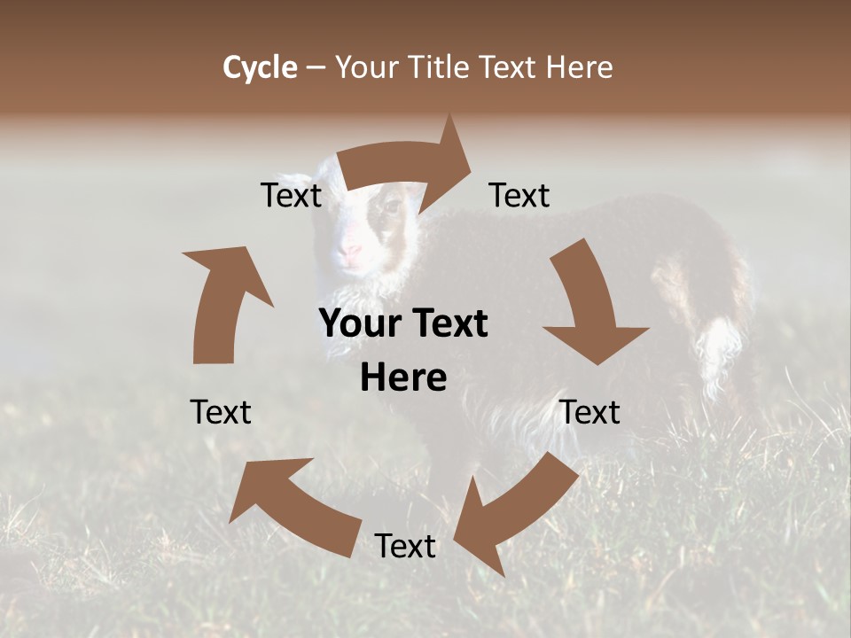 Cute Lamb PowerPoint Template