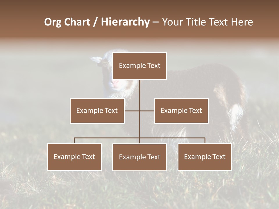 Cute Lamb PowerPoint Template