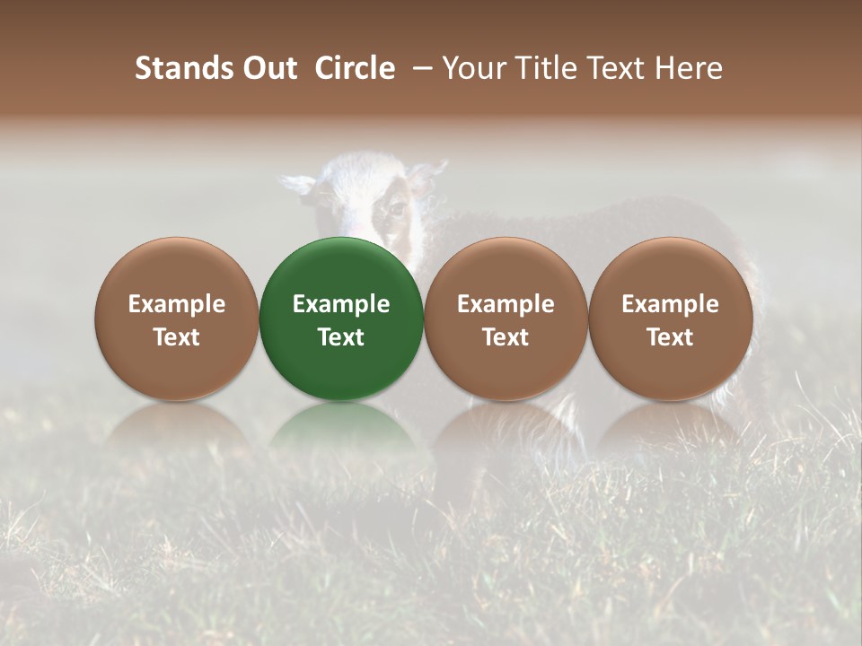 Cute Lamb PowerPoint Template