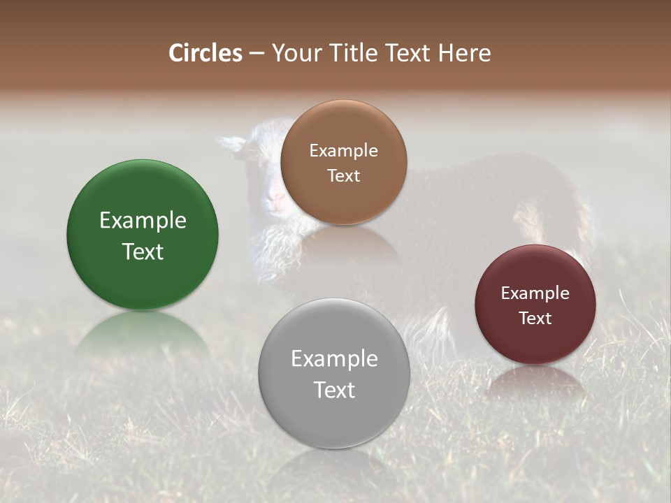 Cute Lamb PowerPoint Template