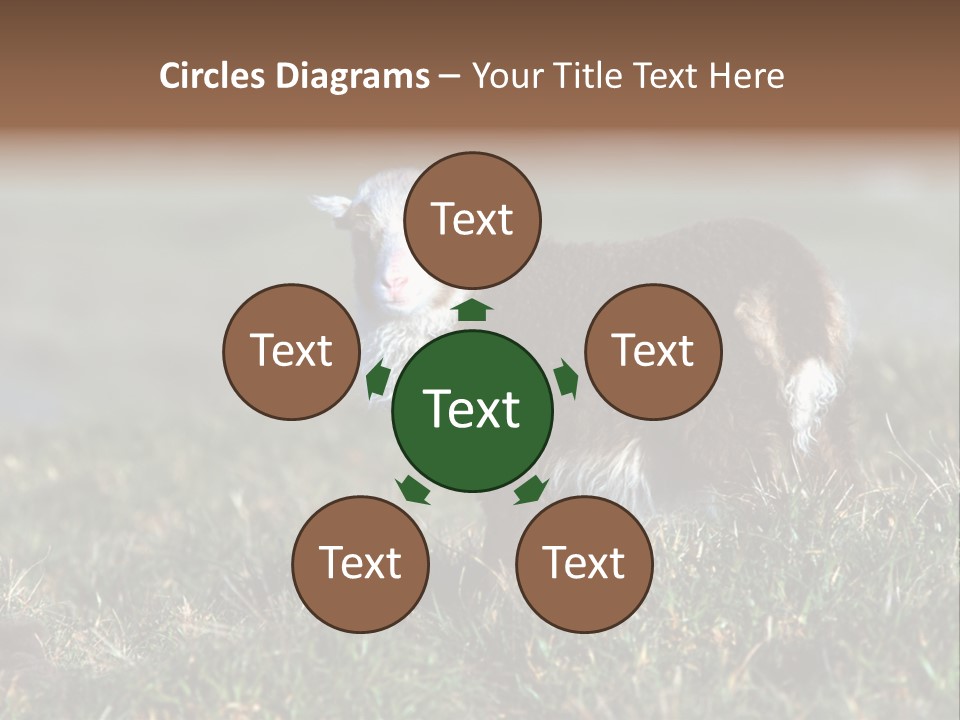 Cute Lamb PowerPoint Template