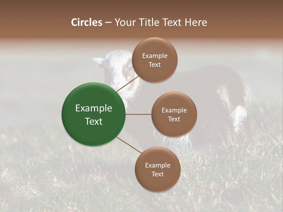 Cute Lamb PowerPoint Template