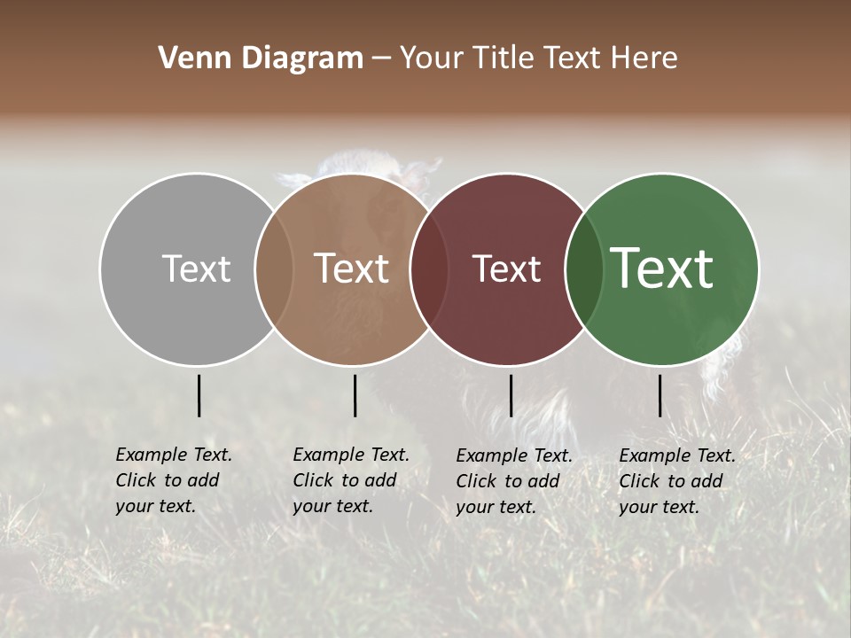 Cute Lamb PowerPoint Template