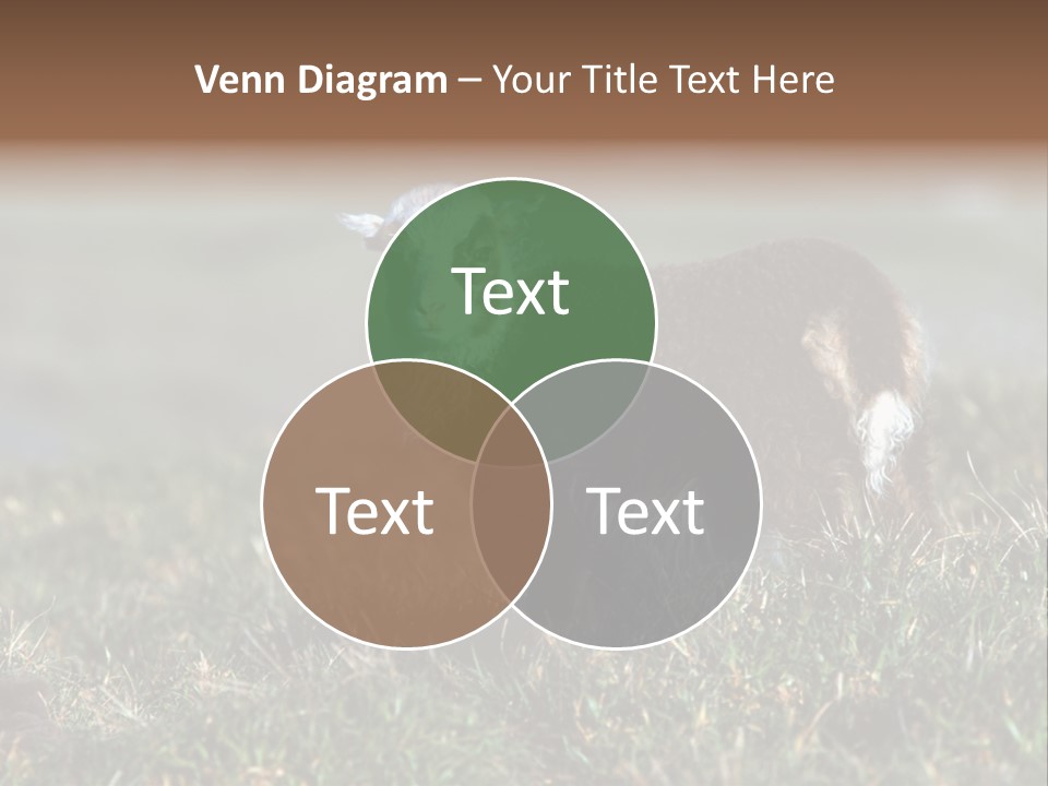 Cute Lamb PowerPoint Template