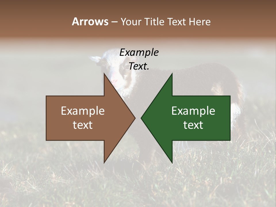 Cute Lamb PowerPoint Template