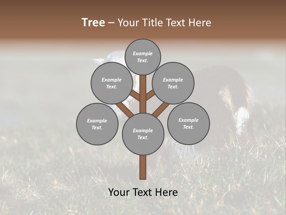 Cute Lamb PowerPoint Template