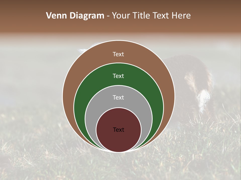 Cute Lamb PowerPoint Template