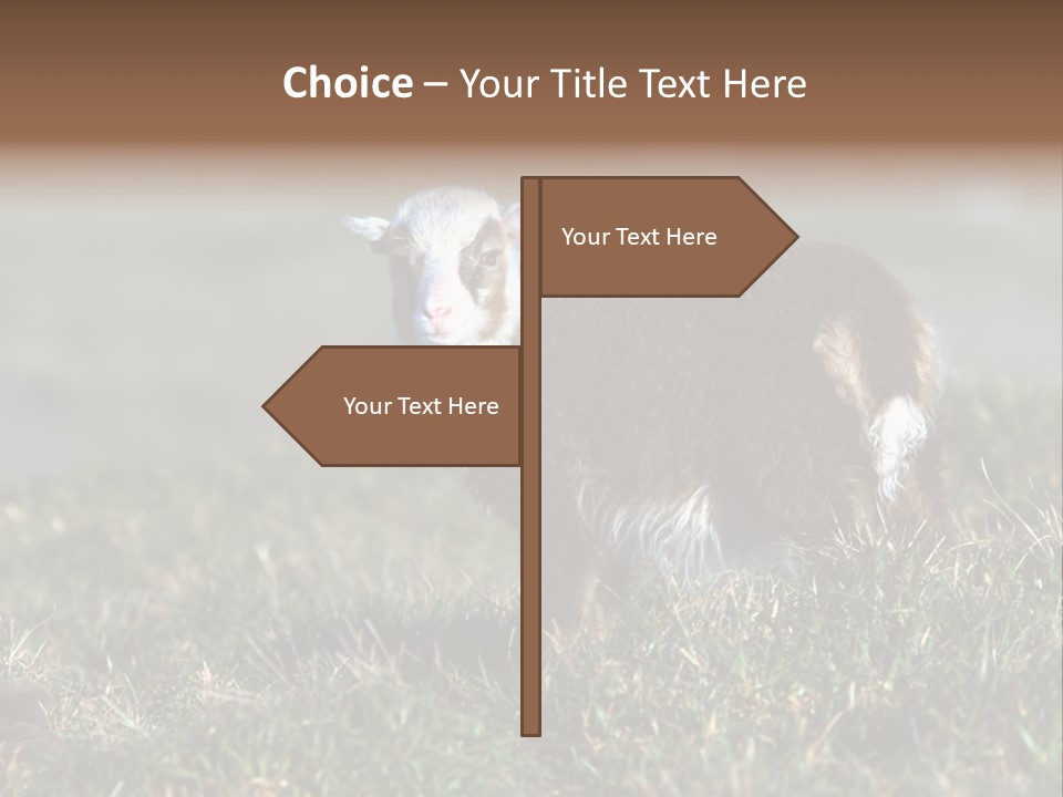 Cute Lamb PowerPoint Template