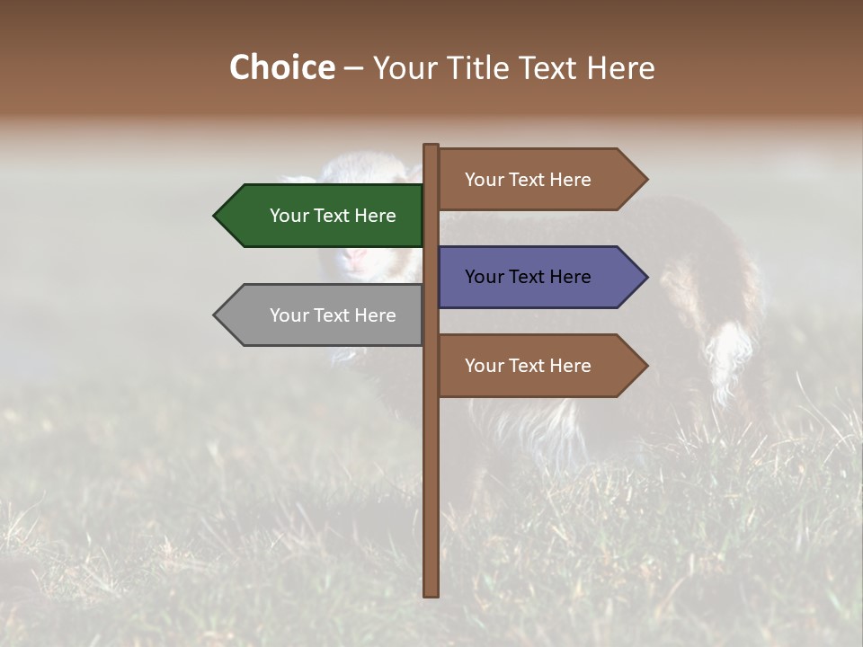 Cute Lamb PowerPoint Template