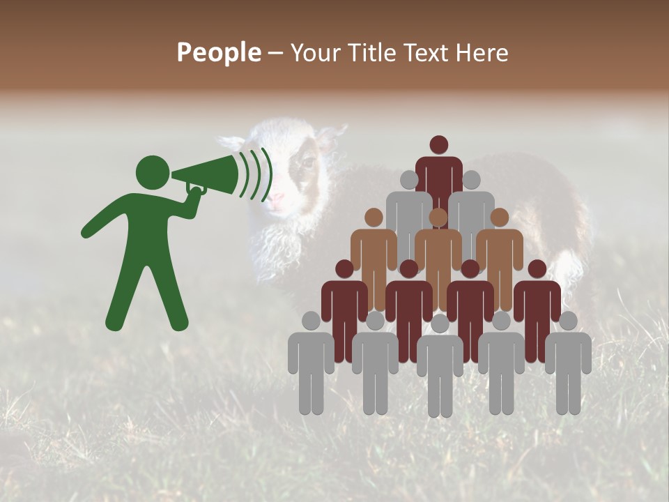 Cute Lamb PowerPoint Template