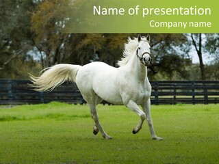 Beautiful Horses 24. See More In My Portfolio PowerPoint Template