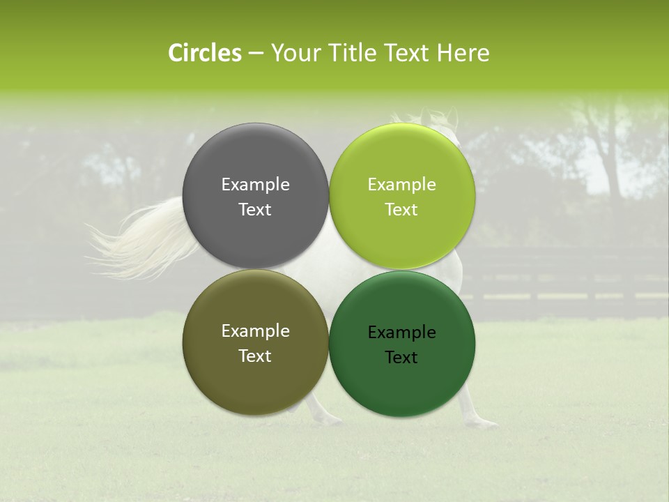 Beautiful Horses 24. See More In My Portfolio PowerPoint Template