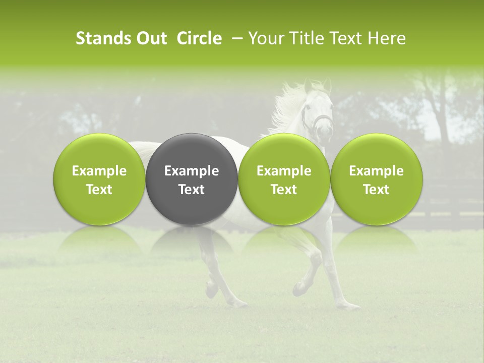 Beautiful Horses 24. See More In My Portfolio PowerPoint Template