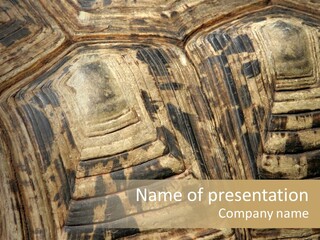 Patterns On Tortoise Shell PowerPoint Template