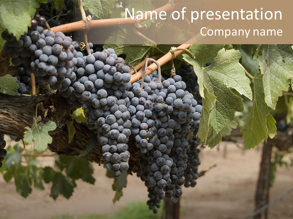 Vineyards With Red Wine Grapes Clusters, Ready For Harvest PowerPoint Template