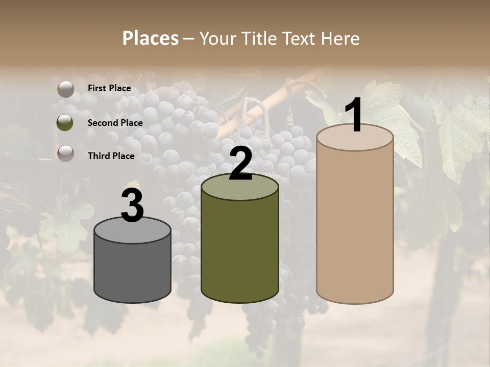 Vineyards With Red Wine Grapes Clusters, Ready For Harvest PowerPoint Template