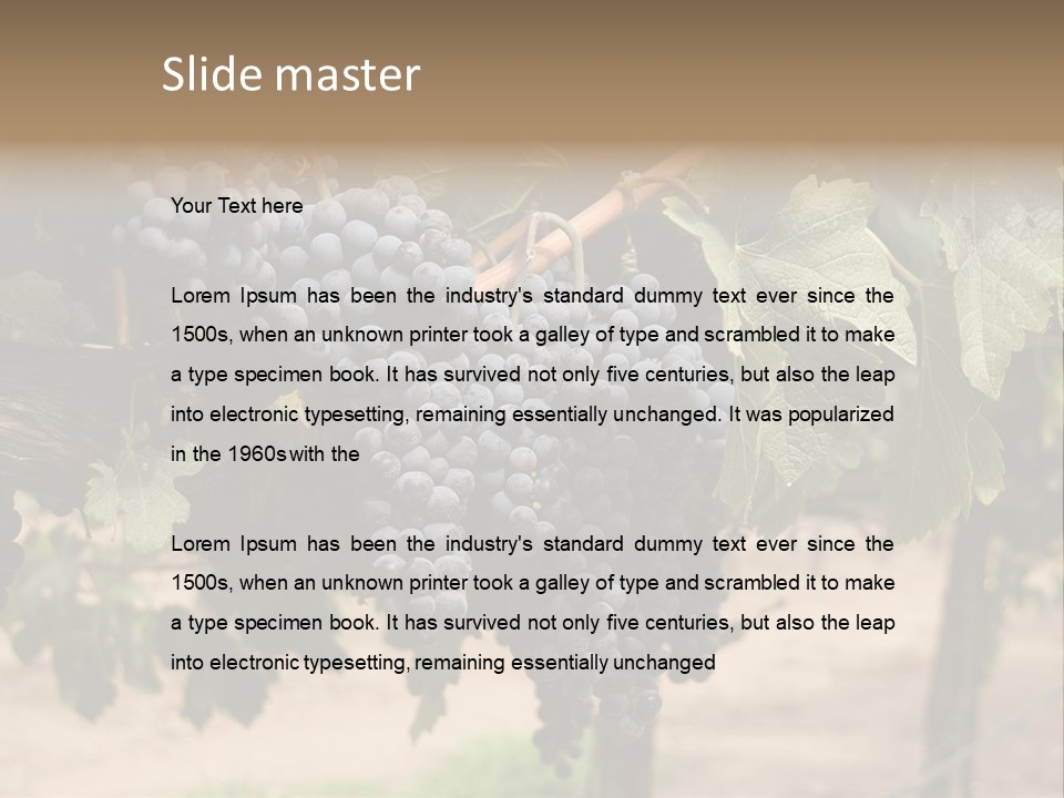 Vineyards With Red Wine Grapes Clusters, Ready For Harvest PowerPoint Template