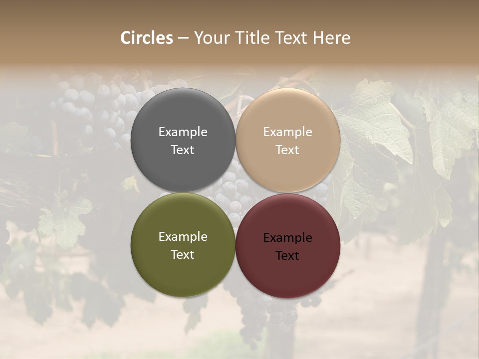 Vineyards With Red Wine Grapes Clusters, Ready For Harvest PowerPoint Template