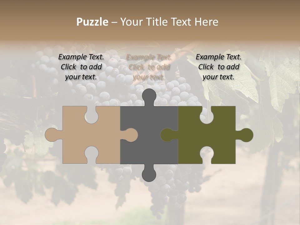 Vineyards With Red Wine Grapes Clusters, Ready For Harvest PowerPoint Template