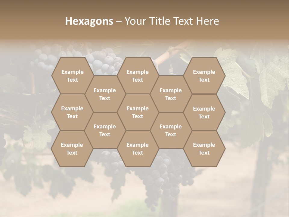 Vineyards With Red Wine Grapes Clusters, Ready For Harvest PowerPoint Template