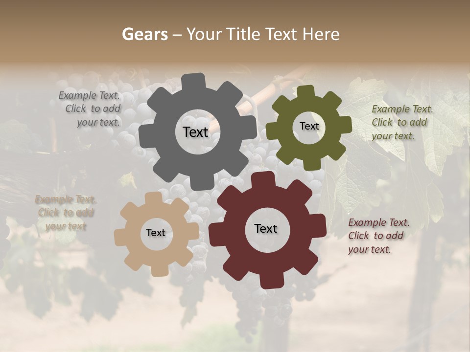 Vineyards With Red Wine Grapes Clusters, Ready For Harvest PowerPoint Template