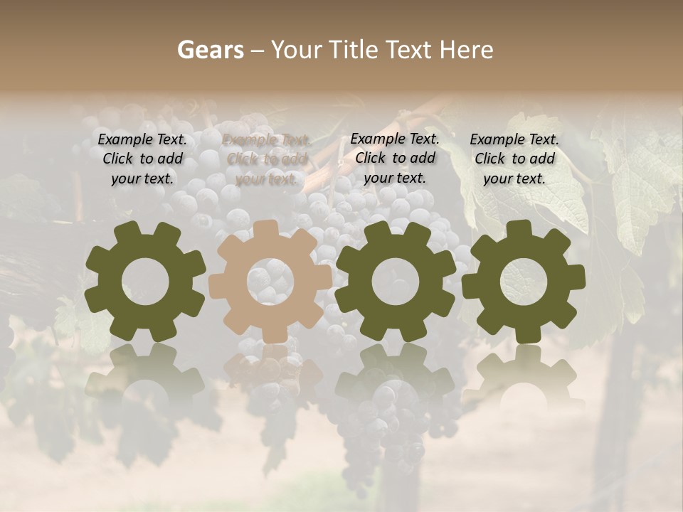 Vineyards With Red Wine Grapes Clusters, Ready For Harvest PowerPoint Template