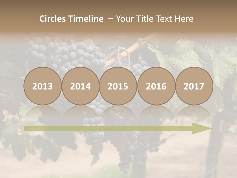 Vineyards With Red Wine Grapes Clusters, Ready For Harvest PowerPoint Template