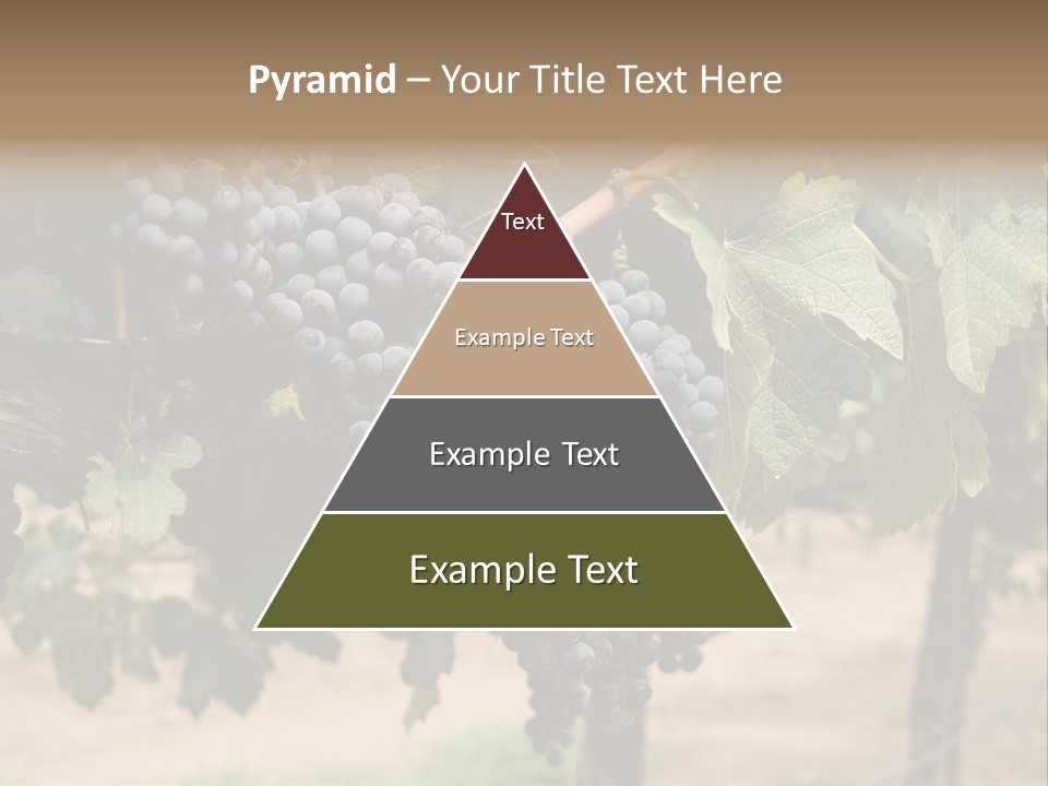 Vineyards With Red Wine Grapes Clusters, Ready For Harvest PowerPoint Template