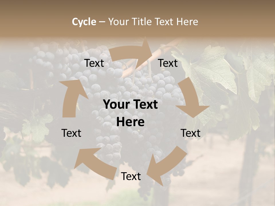 Vineyards With Red Wine Grapes Clusters, Ready For Harvest PowerPoint Template