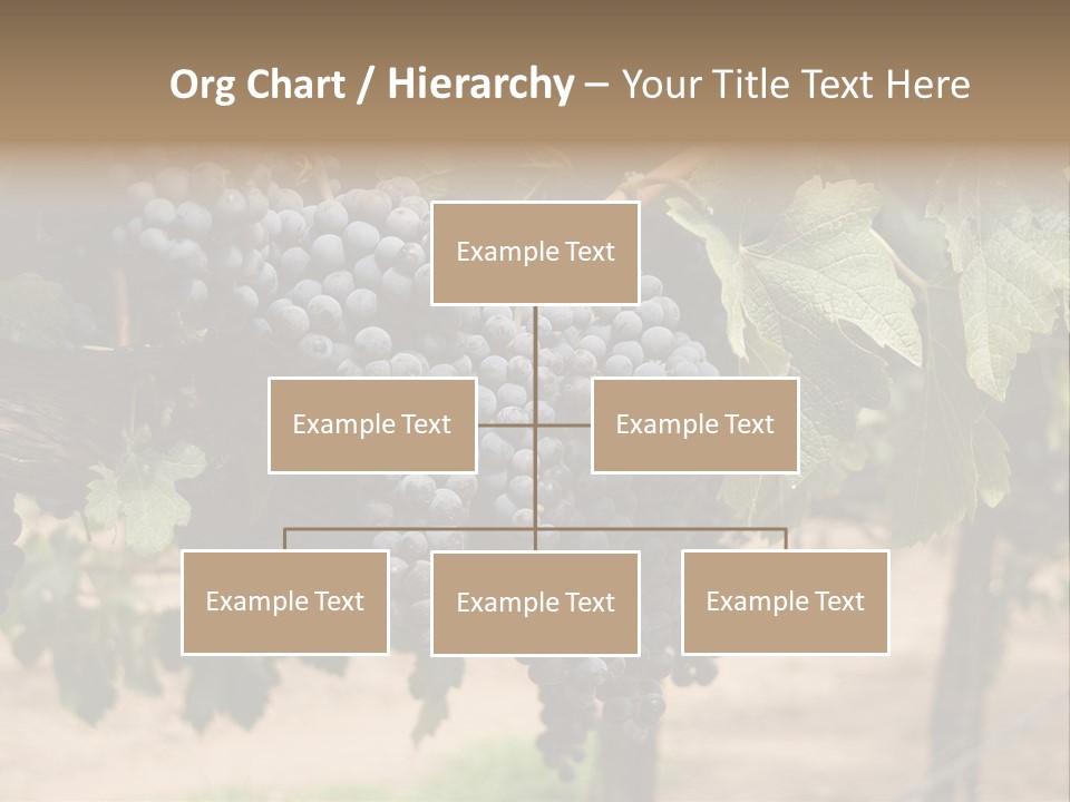 Vineyards With Red Wine Grapes Clusters, Ready For Harvest PowerPoint Template