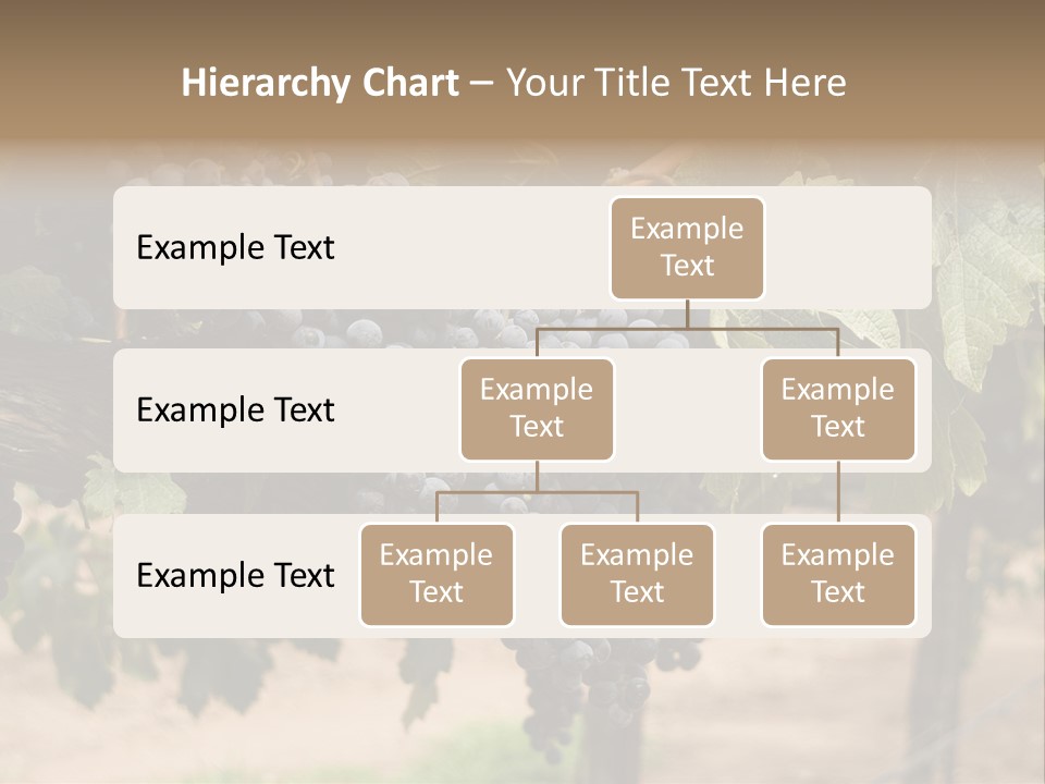 Vineyards With Red Wine Grapes Clusters, Ready For Harvest PowerPoint Template