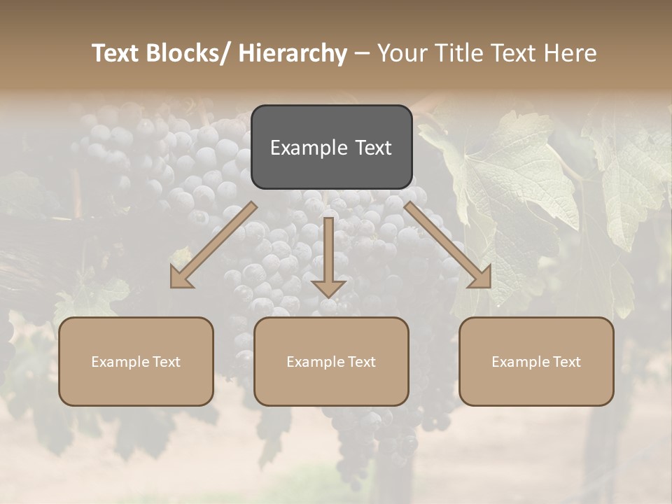 Vineyards With Red Wine Grapes Clusters, Ready For Harvest PowerPoint Template