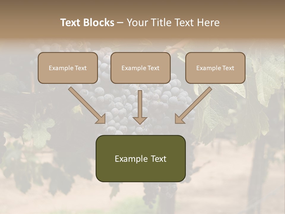 Vineyards With Red Wine Grapes Clusters, Ready For Harvest PowerPoint Template