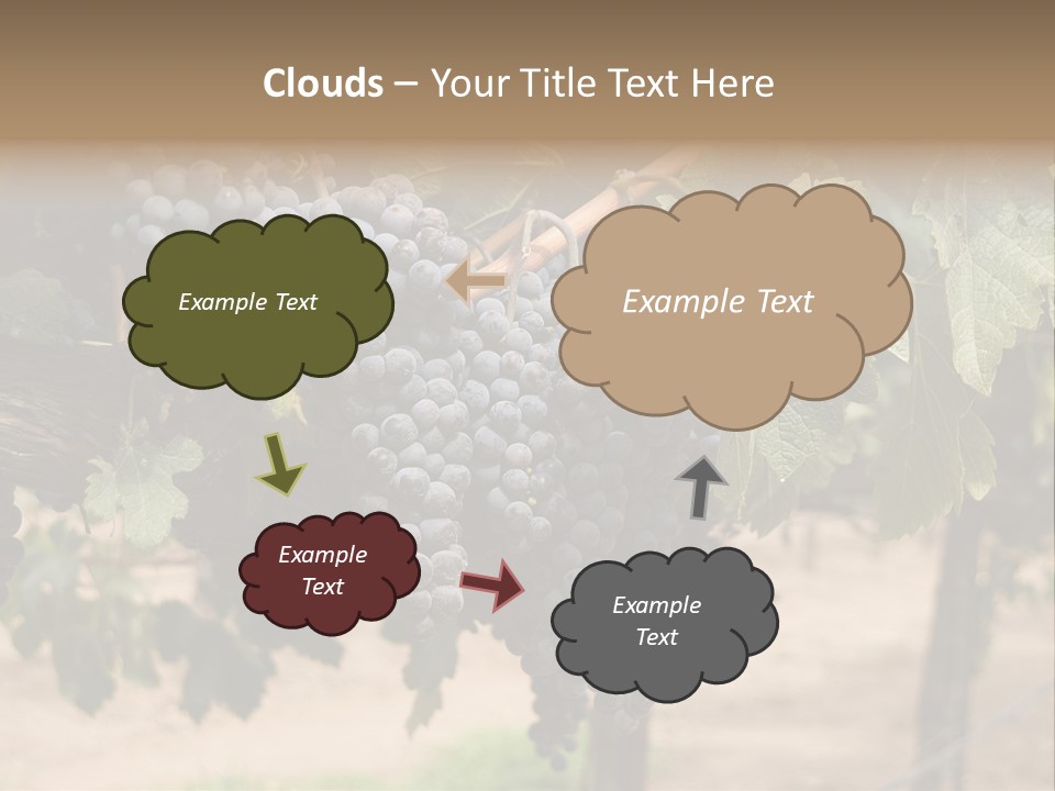 Vineyards With Red Wine Grapes Clusters, Ready For Harvest PowerPoint Template