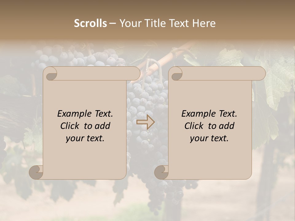 Vineyards With Red Wine Grapes Clusters, Ready For Harvest PowerPoint Template