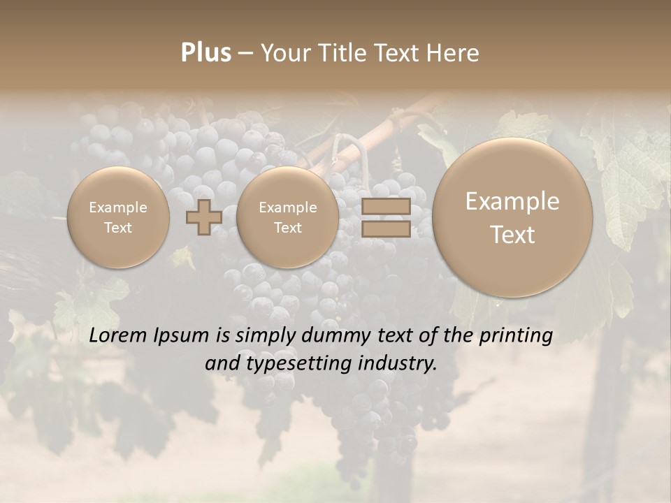 Vineyards With Red Wine Grapes Clusters, Ready For Harvest PowerPoint Template