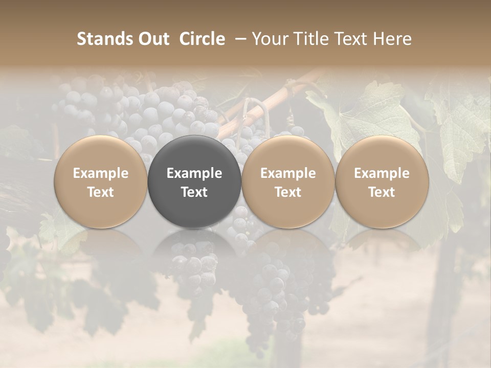 Vineyards With Red Wine Grapes Clusters, Ready For Harvest PowerPoint Template