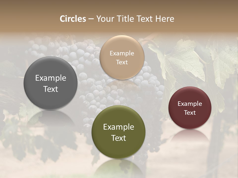 Vineyards With Red Wine Grapes Clusters, Ready For Harvest PowerPoint Template