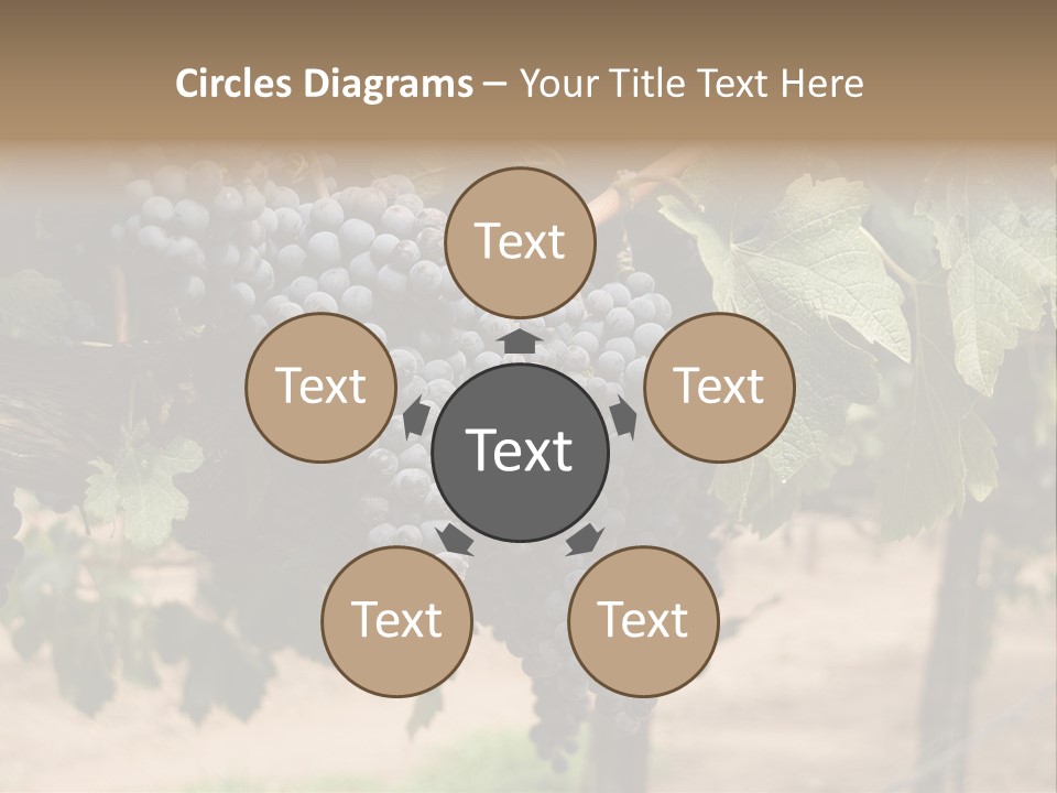 Vineyards With Red Wine Grapes Clusters, Ready For Harvest PowerPoint Template